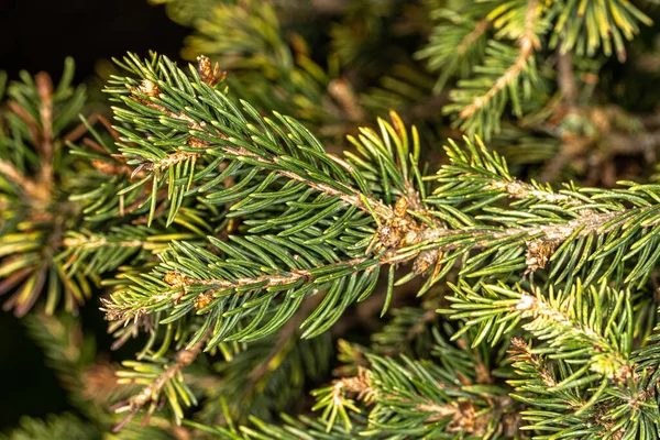 Hojas Picea Noruega Hillside Upright Picea Abies —  Fotos de Stock