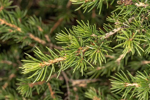 Liście Świerku Norweskiego Gregoryana Parsonii Picea Abies — Zdjęcie stockowe
