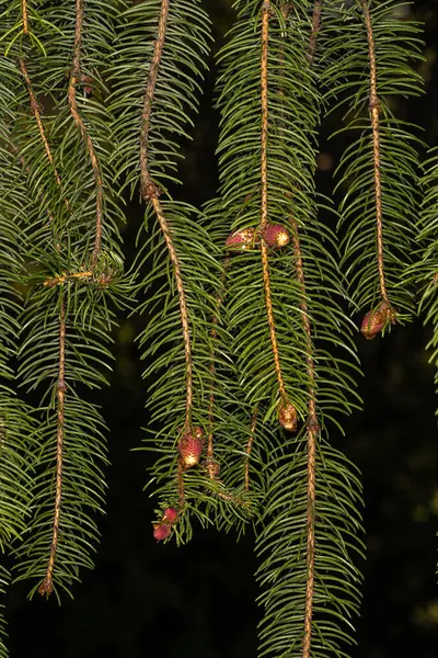 Cranston Norway Spruce Cranstonii Picea Abies 的叶子和发展中的锥 — 图库照片