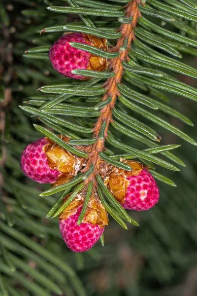 Liście Rozwijające Się Szyszki Świerku Norweskiego Acrocona Picea Abies — Zdjęcie stockowe