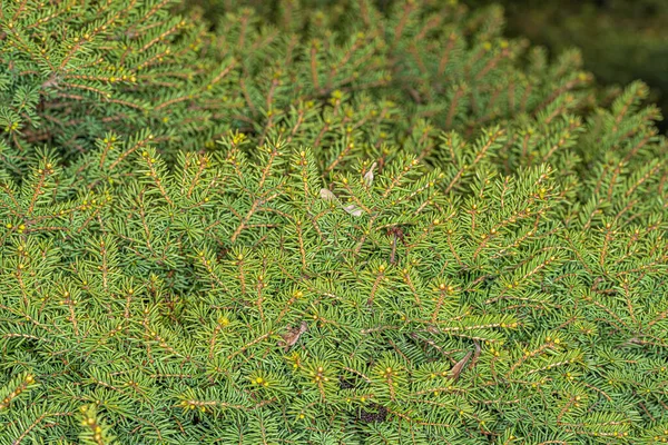 Cüce Norveç Yaprakları Küçük Mücevher Picea Abies — Stok fotoğraf