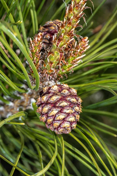 Desenvolvendo Cone Pinheiro Vermelho Chinês Pinheiro Mesa Pinus Tabuliformis — Fotografia de Stock