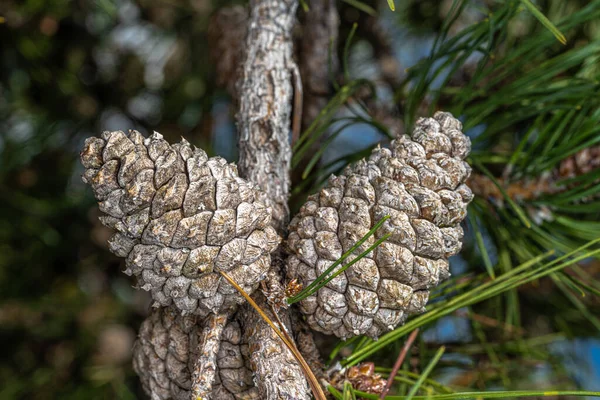 Szyszki Chińskiej Sosny Czerwonej Lub Sosny Stołowej Pinus Tabuliformis — Zdjęcie stockowe