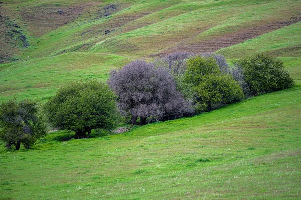 Bushes Palouse Hill Spring — Stock Photo, Image