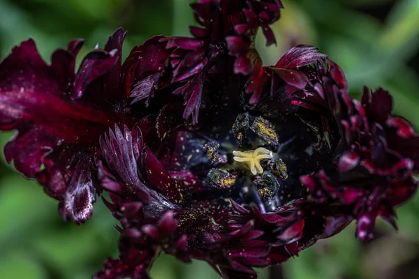Крупный План Цветка Тюльпана Черного Попугая — стоковое фото