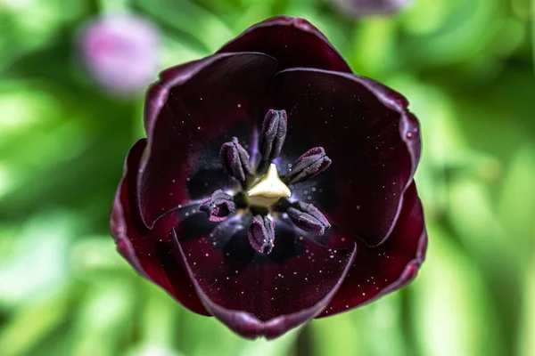 Rainha Tulipa Noite — Fotografia de Stock