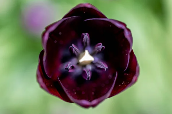 Königin Der Nacht Tulpe — Stockfoto