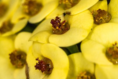 Dikenli Taç Çiçekleri (Euphorbia milii)