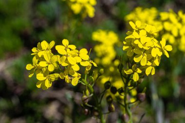 Çiçekli Yunan Mesanesi (Alyssoides utriculata)