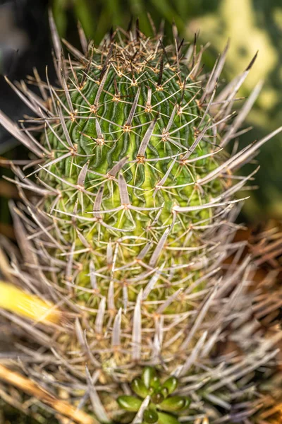 Tallo Echinofossulocactus Zacatecasensis — Foto de Stock