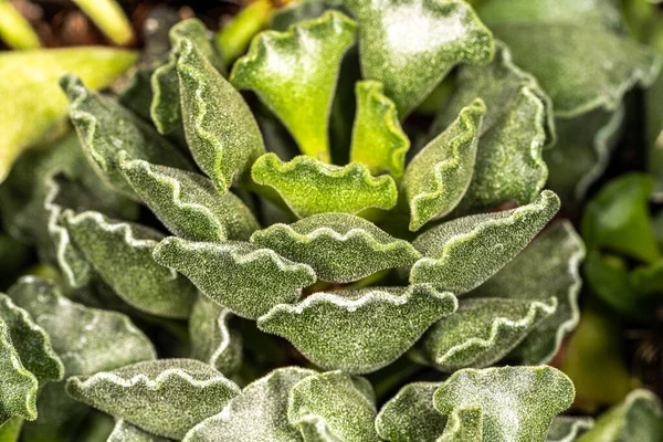 Planta Hoja Arruga Adromischus Cristatus —  Fotos de Stock