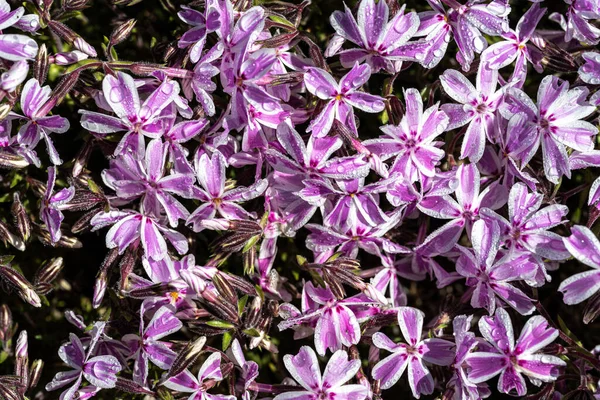 Pełzający Phlox Lub Moss Phlox Phlox Subulata Candy Stripe — Zdjęcie stockowe