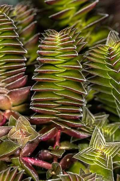 红塔或篝火植物 Crassula Capitella 的叶子 — 图库照片