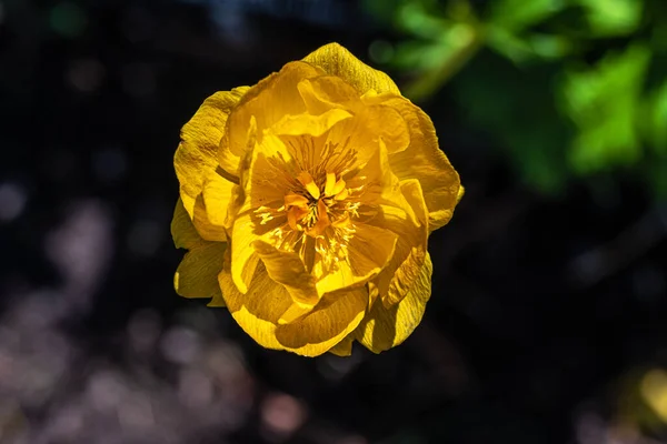 Közönséges Vagy Európai Gömbvirág Virága Trollius Europaeus — Stock Fotó