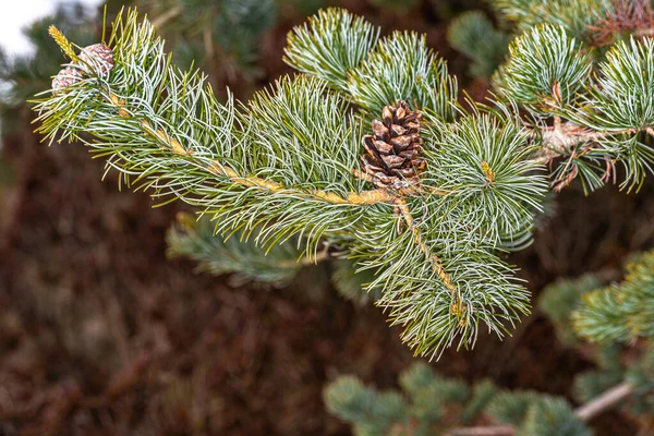 Liście Stożek Japońskiej Sosny Białej Pinus Parviflora — Zdjęcie stockowe