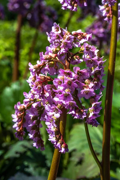 Kwiaty Liści Serc Bergenia Bergenia Cordifolia — Zdjęcie stockowe