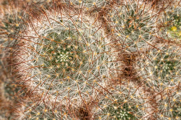 Cactus Uva Mammillaria Prolifera Subs Multiceps —  Fotos de Stock