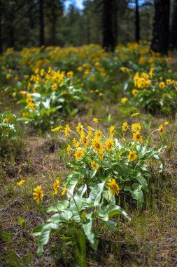 Turnbull Ulusal Vahşi Yaşam Sığınağı, WA 'da Çiçekli Ok Yaprağı Balsamroot (Balsamorhiza sagittata)