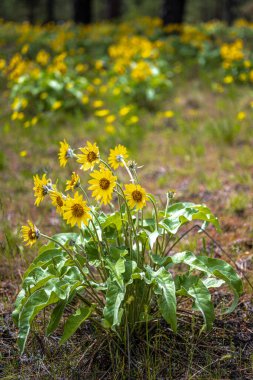 Turnbull Ulusal Vahşi Yaşam Sığınağı, WA 'da Çiçekli Ok Yaprağı Balsamroot (Balsamorhiza sagittata)