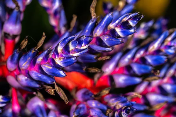 Aechmea Nın Çiçekleri Mavi Yağmur Veya Mavi Tango Bromeliad — Stok fotoğraf