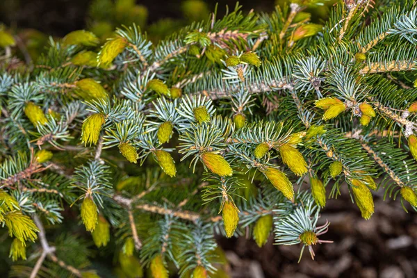 Lehtiä Yezo Spruce Picea Jezoensis Var Komarovii — kuvapankkivalokuva