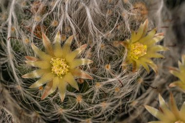 Pudra Puf Kaktüsü Çiçekleri (Mammillaria bocasana)