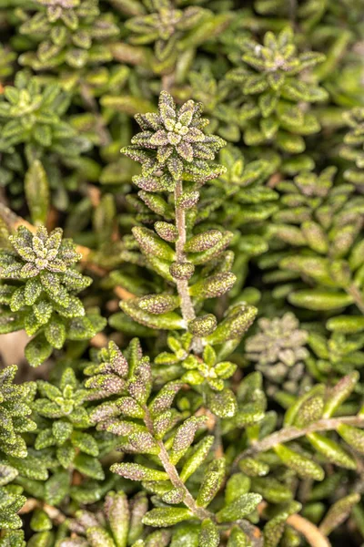 コブ植物の葉 モナンテスムラリス — ストック写真