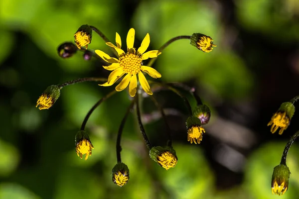 Квіти Золотої Землі Packera Aurea — стокове фото