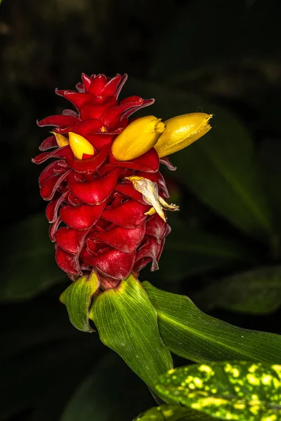 Квіти Золотого Пилу Aucuba Japonica Variegata — стокове фото