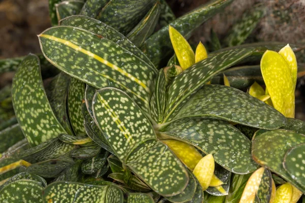 Folhas Suculentas Língua Bovina Gasteria Minima — Fotografia de Stock