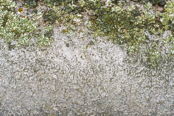 Japán Fehér Fenyő Pinus Parviflora Kérge Zuzmóval — Stock Fotó