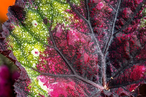 Χρωματιστά Φύλλα Του Rex Begonia — Φωτογραφία Αρχείου
