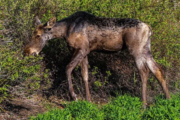 다호의 숲에서 먹이를 말코손바닥사슴 — 스톡 사진