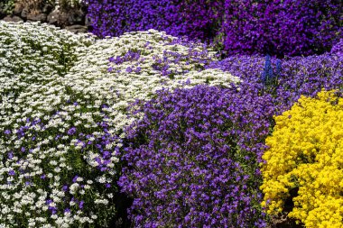 Rock Cress (Arabis spektrometresi), Golden Spring Alyssum (Alyssum wulfenianum), and Candytuft (Iberis sempervirens) in Spring