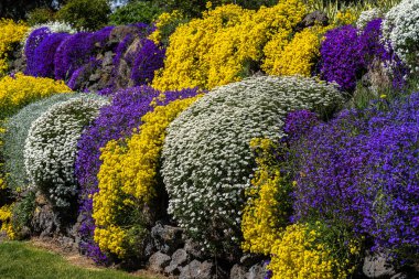 Rock Cress (Arabis spektrometresi), Golden Spring Alyssum (Alyssum wulfenianum), and Candytuft (Iberis sempervirens) in Spring