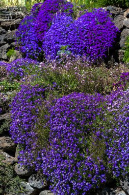 Blue and Purple Rock Cress (Arabis spesifikasyonu.) Baharda