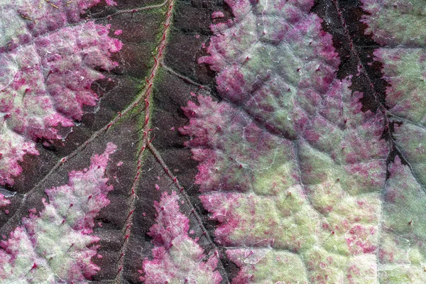 Blattfärbung Einer Rex Begonia Hybride — Stockfoto