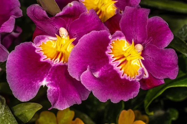 Flores Roxas Pansy Orchids — Fotografia de Stock