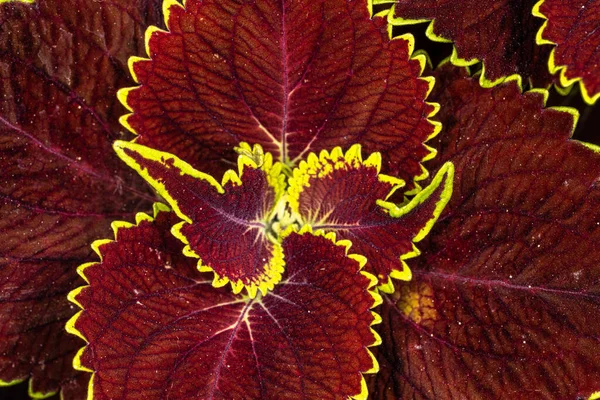 Red Yellow Leaves Coleus Plant Coleus Blumei — Stock Photo, Image