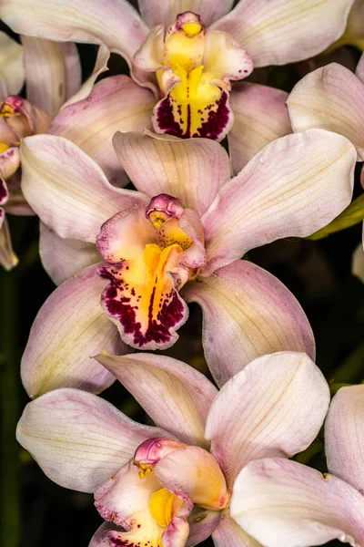 Flores Brancas Roxas Orquídea — Fotografia de Stock