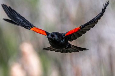 Uçuşta Erkek Kırmızı Kanatlı Karatavuk (Agelaius phoeniceus)