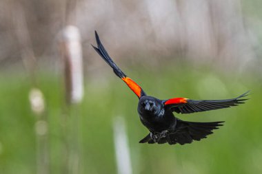 Uçuşta Erkek Kırmızı Kanatlı Karatavuk (Agelaius phoeniceus)