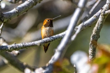 Rufous Hummingbird (Selasphorus rufus) kiraz dalına tünemiş.