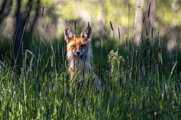 Red Fox Vulpes Vulpes Warcie — Zdjęcie stockowe