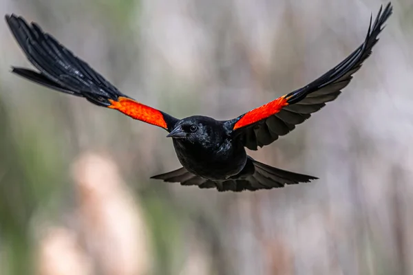 Uçuşta Erkek Kırmızı Kanatlı Karatavuk (Agelaius phoeniceus)
