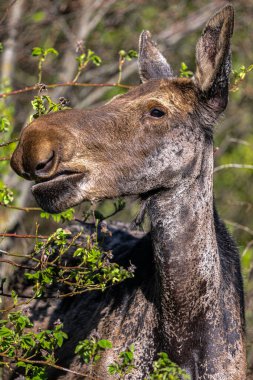 Genç Amerikan Geyiği (Alces alces) Baharda çalılarla besleniyor