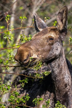Genç Amerikan Geyiği (Alces alces) Baharda çalılarla besleniyor