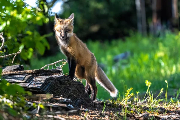 Fiatal Észak Amerikai Vörös Róka Vulpes Vulpes Fulva — Stock Fotó