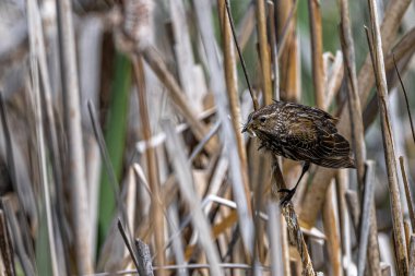 Dişi Kırmızı Kanatlı Kara Kuş (Agelaius Phoeniceus)