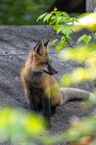Curioso Joven Norteamericano Red Fox Vulpes Vulpes Fulva — Foto de Stock